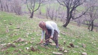 Derecikte kenger bitkisini toplama sezonu başladı