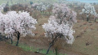 Diclede ağaçlarda renk cümbüşü oluştu
