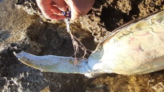 Didimde caretta caretta cinsi deniz kaplumbağası ölü bulundu