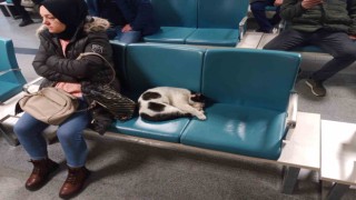 Dışarıda üşüyen kedi ısınmak için hastaneye sığındı