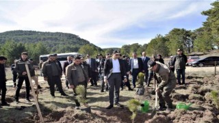 Domaniçte 250 karaçam fidanı toprakla buluştu