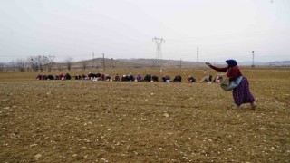Dünyaca ünlü Taşköprü sarımsağı toprakla buluşuyor