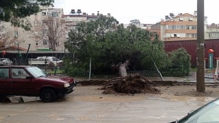 Edremitte yağmur çam ağacını devirdi