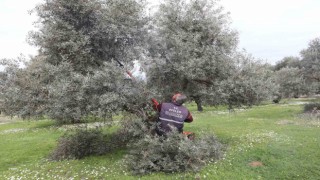 Efelerdeki zeytin bahçelerinde bakım çalışmaları devam ediyor