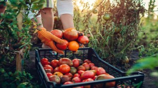 Egeli ihracatçılardan domates ihracatına getirilen yasağa tepki