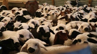 Elazığda 98 bin sığır aşılandı