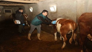 Elazığda şap hastalığına karşı aşılama çalışmaları devam ediyor