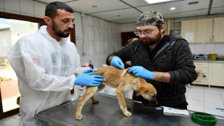 Enkazdan kurtarılan 12 köpek, Antalyada tedaviye alındı