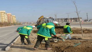 Ereğlide park ve bahçelere gül dikimi