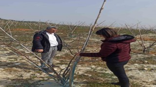 Erkenci kayısılar için zararlı ve hastalık kontrolleri yapıldı