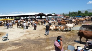 Erzincan canlı hayvan pazarı kapatıldı