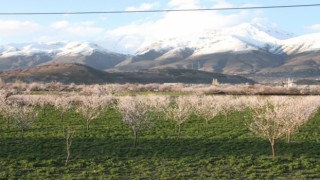 Erzincanda çiçek açan kayısı ağaçları donma tehlikesi altında