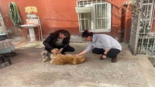 Eyüpsultanda cins köpeği böyle çaldılar