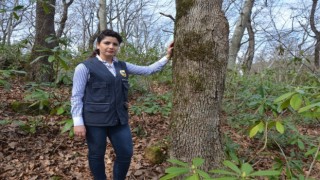 Fatsa Orman İşletme Şefi Sevil Şen, Ankaraya atandı