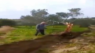 Fay ikiye böldüğü ağacı 10 metre taşıdı