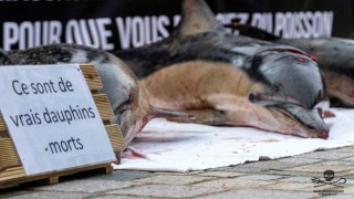 Fransada mahkemeden yunusları korumak için avlanma yasağı kararı
