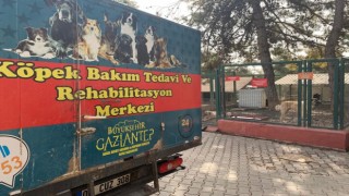 Gaziantep hayvan barınağı depremzede hayvanları sahipleniyor