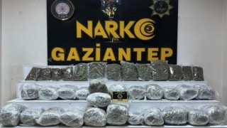 Gaziantepte 28 kilo 400 gram skunk ele geçirildi