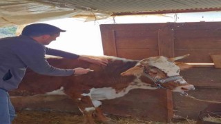 Gazipaşada şap aşısına başlandı