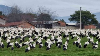 Göçmen leylekler Domaniçte mola verdi