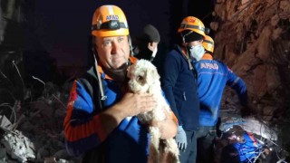 Hatayda 25 gün sonra bir köpek enkaz altından sağ kurtarıldı