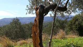 Hatay’da 80 yıllık zeytin ağacı depremde ikiye bölündü