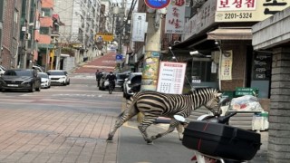 Hayvanat bahçesinden kaçan zebra şehre indi