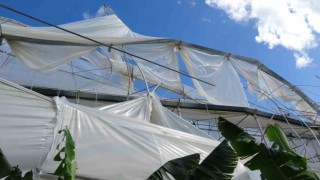 Antalya’da Hortum muz serasını vurdu