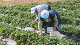 Hüyükte tarımsal işçilerin günlük yevmiyeleri belli oldu