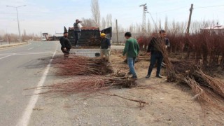 Iğdırın sarı altınının fidan satışları başladı