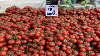 İhracat kısıtlaması getirilen domatesin fiyatı yüzde 40 düştü