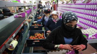 İhracat yasağı kalktı, domates hareketliliği başladı