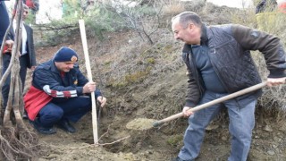 İskilip Belediyesi atıl arazileri meyve bahçesine dönüştürüyor