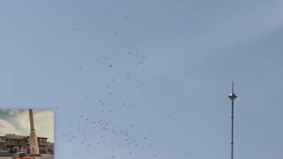 İstanbul semalarında göç eden Leylek sürüsü görüldü