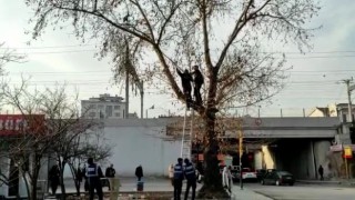 İtfaiye ekipleri ağacın dalında mahsur kalan güvercini kurtarmak için seferber oldu