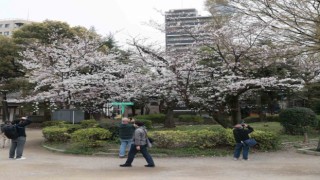 Japonyada kiraz çiçekleri açtı, halk parklara akın etti