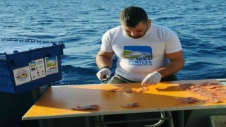 Kaplumbağa dışlama cihazı testleri devam ediyor