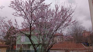 Karabükte badem ağaçları çiçek açtı