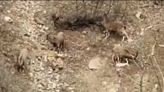 Karakoçanda dağ keçileri sürü halinde görüntülendi