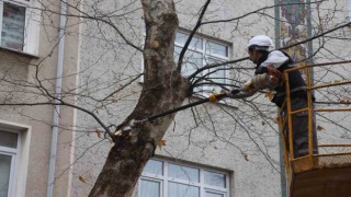 Kartalda Bahara hazırlık için binlerce ağaç budandı