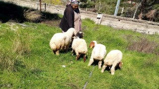 Kaybolan koyunları, jandarma buldu