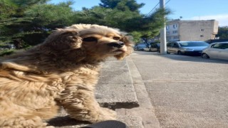 Köpeğini 5 kez buldu, 6. kez çaldılar