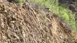 Köpeklerin saldırısına uğrayan dağ keçisi böyle kurtuldu