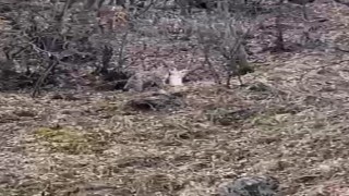 Koruma altındaki vaşak, öldürdüğü kediyi ağzında götürürken görüntülendi