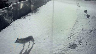 Köye inip köpeği telef eden kurtlar böyle görüntülendi