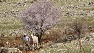 Mardinde bahar görsel şölen oluşturdu