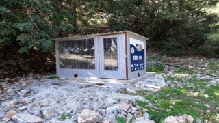 Marmaris Belediyesinden kedi evi projesi