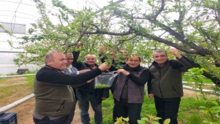 Mersinde desteklenen çiftçiler, örtü altı erikte hasada başladı