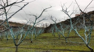 Meyvelerde bordo bulamacı uygulama zamanı