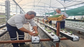 Mezitli Belediyesi, topraksız tarım için adım attı